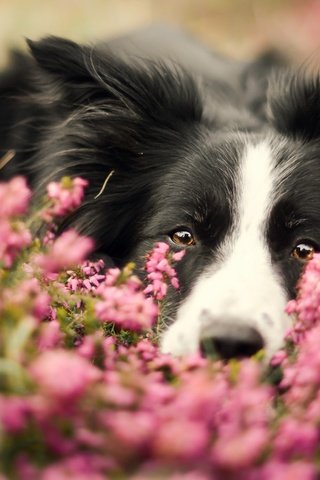 Обои морда, цветы, портрет, собака, бордер-колли, face, flowers, portrait, dog, the border collie разрешение 2880x1619 Загрузить