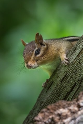 Обои бревно, боке, бурундук, грызун, log, bokeh, chipmunk, rodent разрешение 1920x1200 Загрузить