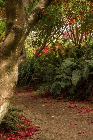 Обои деревья, кусты, сад, тропинка, новая зеландия, отаго, dunedin botanic gardens, trees, the bushes, garden, path, new zealand, otago разрешение 2880x1800 Загрузить