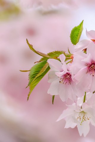 Обои весна, розовый, сакура, нежность, spring, pink, sakura, tenderness разрешение 2048x1276 Загрузить