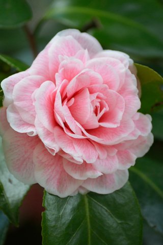 Обои дерево, цветок, лепестки, розовый, камелия, tree, flower, petals, pink, camellia разрешение 2048x1365 Загрузить