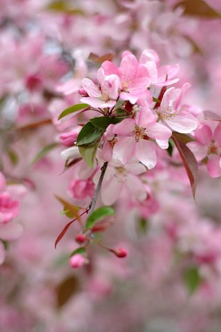 Обои дерево, цветение, весна, розовый, tree, flowering, spring, pink разрешение 2048x1363 Загрузить