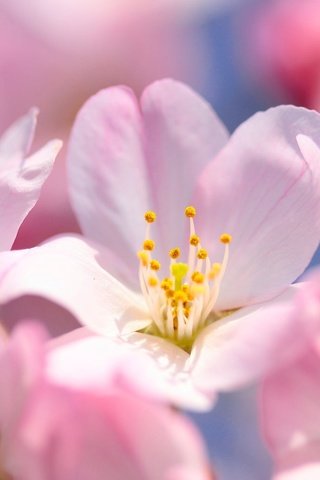 Обои цветение, макро, весна, вишня, сакура, цветки, flowering, macro, spring, cherry, sakura, flowers разрешение 2048x1365 Загрузить