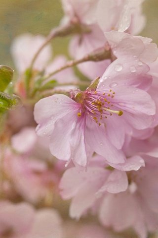 Обои цветение, текстура, макро, вишня, сакура, цветки, flowering, texture, macro, cherry, sakura, flowers разрешение 2048x1365 Загрузить