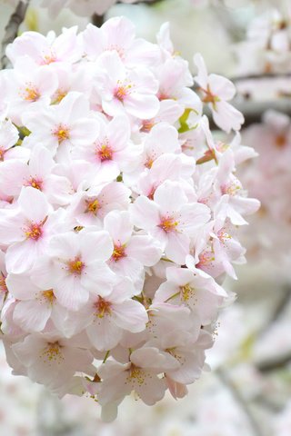 Обои ветка, цветение, весна, сакура, branch, flowering, spring, sakura разрешение 2048x1367 Загрузить