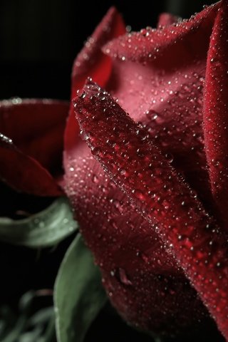 Обои макро, капли, роза, лепестки, красная, боке, тёмно красный, macro, drops, rose, petals, red, bokeh, dark red разрешение 4000x3000 Загрузить