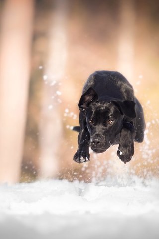 Обои снег, собака, бег, лабрадор, snow, dog, running, labrador разрешение 3520x2212 Загрузить