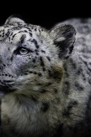 Обои фон, кошка, взгляд, снежный барс, ирбис, background, cat, look, snow leopard, irbis разрешение 2048x1462 Загрузить