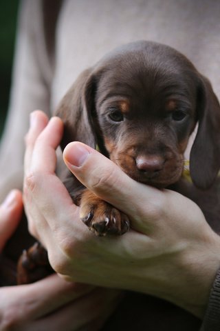 Обои собака, щенок, руки, малыш, такса, dog, puppy, hands, baby, dachshund разрешение 2048x1365 Загрузить