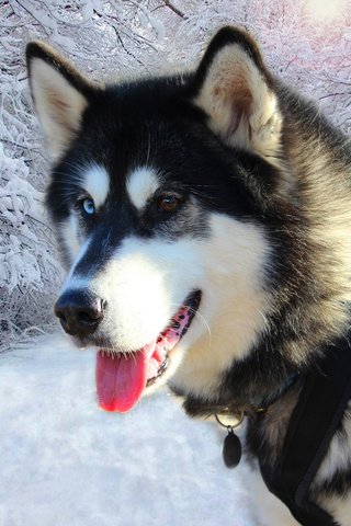 Обои деревья, снег, зима, собака, хаски, язык, сибирский хаски, trees, snow, winter, dog, husky, language, siberian husky разрешение 2048x1365 Загрузить