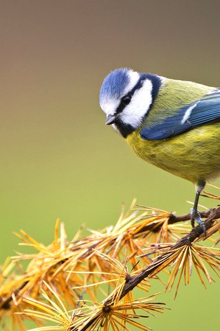 Обои ветка, птица, сосна, синица, лазоревка, branch, bird, pine, tit, blue tit разрешение 2046x1264 Загрузить