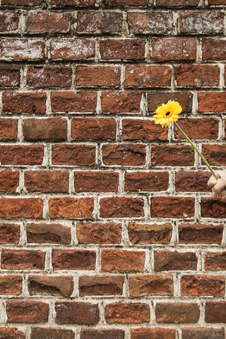 Обои рука, цветок, стена, подарок, гербера, hand, flower, wall, gift, gerbera разрешение 2048x1365 Загрузить