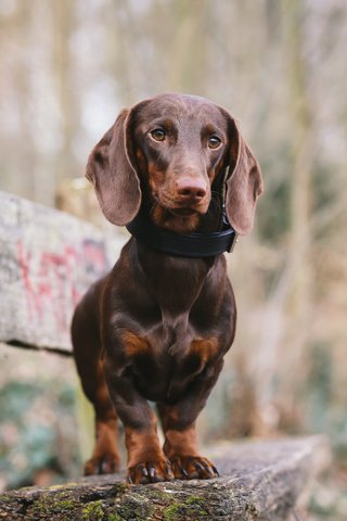 Обои мордочка, взгляд, собака, скамейка, такса, лапки, muzzle, look, dog, bench, dachshund, legs разрешение 2048x1365 Загрузить