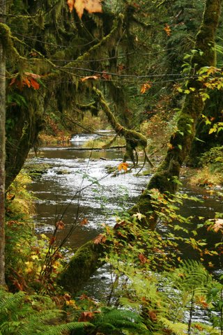 Обои деревья, парк, ручей, кусты, осень, сша, silver falls state park, trees, park, stream, the bushes, autumn, usa разрешение 2048x1365 Загрузить