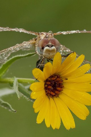 Обои макро, насекомое, цветок, стрекоза, крылышки, macro, insect, flower, dragonfly, wings разрешение 2882x1620 Загрузить