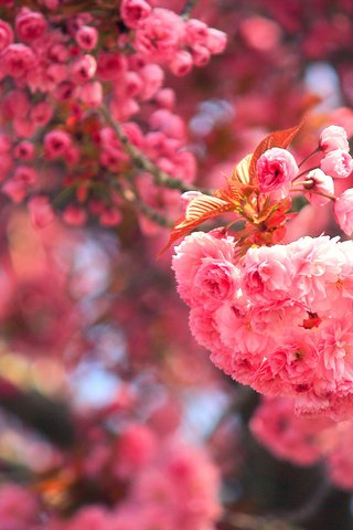 Обои цветение, макро, ветки, вишня, сакура, цветки, боке, flowering, macro, branches, cherry, sakura, flowers, bokeh разрешение 3600x2400 Загрузить