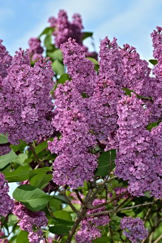 Обои цветы, природа, цветение, весна, сирень, на природе,  цветы, весенние, flowers, nature, flowering, spring, lilac разрешение 5996x3652 Загрузить