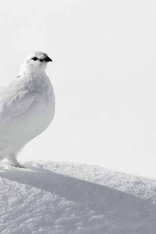 Обои снег, птица, белая, куропатка, ptarmigan, snow, bird, white, partridge разрешение 2047x1325 Загрузить