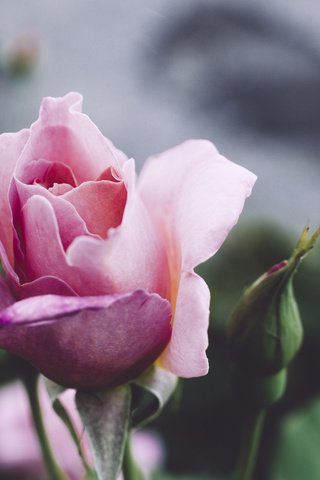 Обои цветок, роза, лепестки, flower, rose, petals разрешение 2048x1362 Загрузить