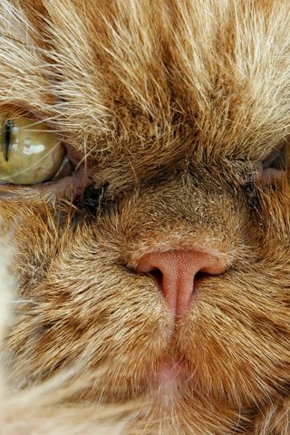 Обои кот, мордочка, взгляд, сердитый, персидская кошка, cat, muzzle, look, angry, persian cat разрешение 2880x1920 Загрузить
