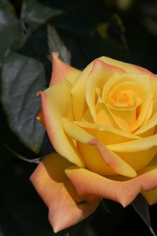 Обои макро, роза, бутон, macro, rose, bud разрешение 4167x2778 Загрузить