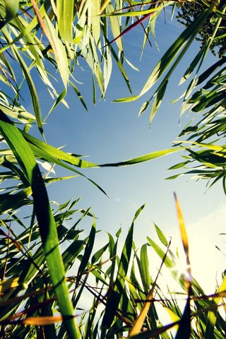 Обои небо, трава, природа, фотограф, зеленая, hannes hochsmann, the sky, grass, nature, photographer, green разрешение 2000x1454 Загрузить