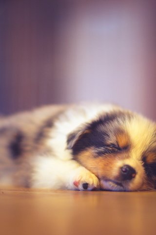 Обои сон, собака, дом, щенок, австралийская овчарка, аусси, sleep, dog, house, puppy, australian shepherd, aussie разрешение 2560x1707 Загрузить