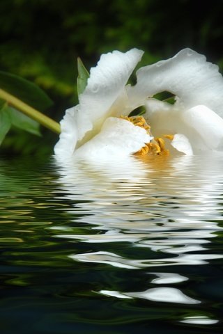 Обои вода, отражение, цветок, лепестки, белый, пион, water, reflection, flower, petals, white, peony разрешение 1920x1208 Загрузить