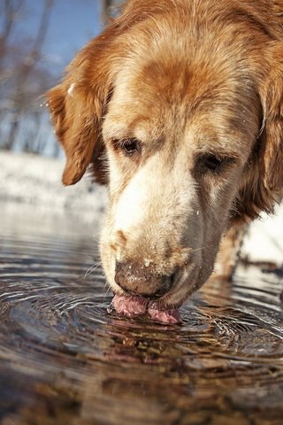 Обои вода, собака, друг, water, dog, each разрешение 1920x1200 Загрузить