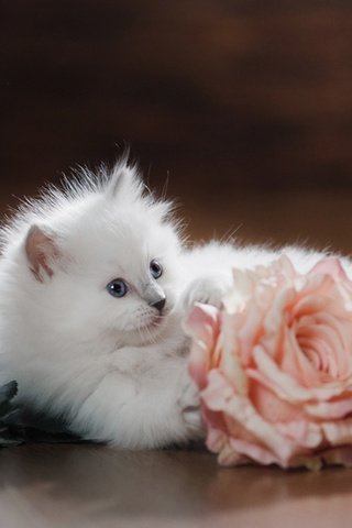 Обои цветок, кот, мордочка, роза, кошка, взгляд, котенок, белый, flower, cat, muzzle, rose, look, kitty, white разрешение 1920x1200 Загрузить