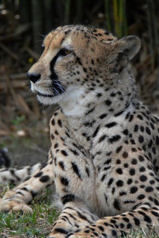 Обои зверь, гепард, beast, cheetah разрешение 1920x1200 Загрузить