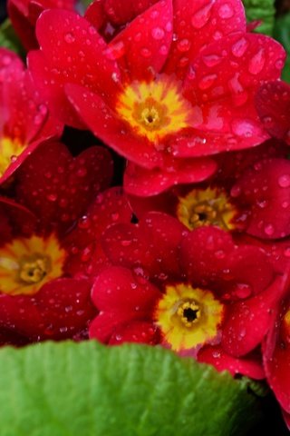 Обои капли, лепестки, примула, drops, petals, primula разрешение 1920x1200 Загрузить