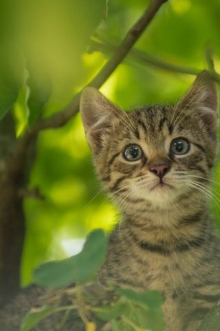 Обои кот, усы, кошка, котенок, на дереве, cat, mustache, kitty, on the tree разрешение 1920x1200 Загрузить