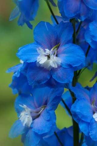 Обои макро, синий, цветок, дельфиниум, macro, blue, flower, delphinium разрешение 2048x1360 Загрузить