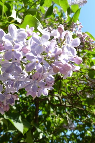 Обои небо, цветы, цветение, листья, макро, сирень, the sky, flowers, flowering, leaves, macro, lilac разрешение 4000x3000 Загрузить