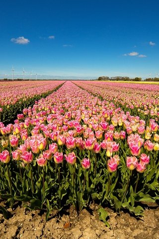 Обои небо, цветы, солнце, поле, тюльпаны, ветряки, the sky, flowers, the sun, field, tulips, windmills разрешение 2880x1694 Загрузить