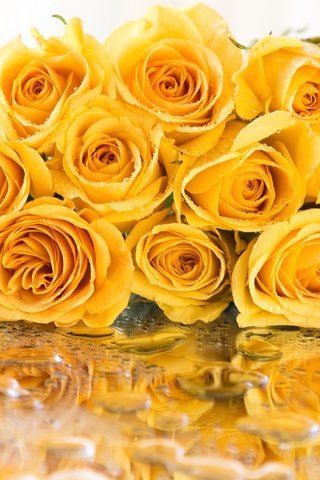 Обои отражение, капли, розы, букет, желтые, reflection, drops, roses, bouquet, yellow разрешение 2048x1365 Загрузить