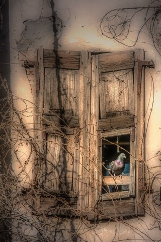 Обои птица, домик, окно, голубь, bird, house, window, dove разрешение 2880x1920 Загрузить