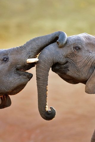 Обои игра, слоны, хобот, слоненок, bing, the game, elephants, trunk, elephant разрешение 1920x1200 Загрузить