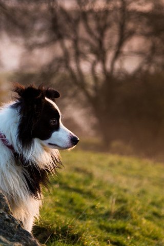 Обои собака, бордер-колли, dog, the border collie разрешение 1920x1200 Загрузить