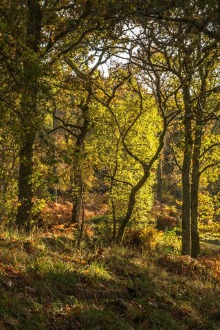 Обои трава, деревья, лес, шотландия, pitlochry, grass, trees, forest, scotland разрешение 2880x1620 Загрузить