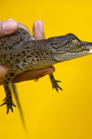 Обои желтый, рука, фон, маленький, руки, жёлтая, крокодил, малая, yellow, hand, background, small, hands, crocodile разрешение 3737x2496 Загрузить