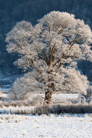 Обои трава, деревья, снег, природа, зима, пейзаж, ветки, иней, grass, trees, snow, nature, winter, landscape, branches, frost разрешение 1920x1200 Загрузить