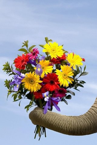 Обои цветы, животные, любовь, букет, слоны, flowers, animals, love, bouquet, elephants разрешение 1920x1440 Загрузить