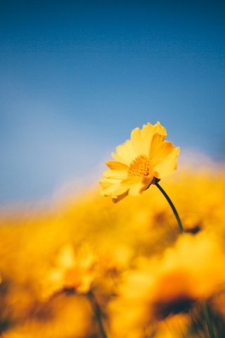 Обои цветы, жёлтая, желтые, боке,  цветы, flowers, yellow, bokeh разрешение 2048x1365 Загрузить