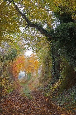 Обои деревья, way, двер, листья, осен, плющ, осень,  листья, тропинка, ruin, autumn colors, разруха, countryside, здание, двери, деревь, pathway, trees, leaves, ivy, autumn, path, devastation, the building, door разрешение 2048x1170 Загрузить