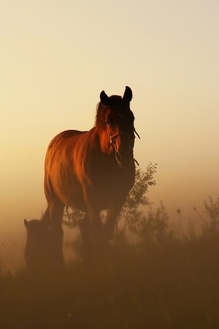 Обои лошадь, трава, закат, кони, конь, dusk, растительность, полумрак, возвышенность, horse, grass, sunset, horses, vegetation, twilight, hill разрешение 2048x1365 Загрузить