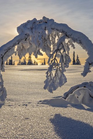 Обои деревья, снег, зима, швеция, арка, швеции, лапландия, trees, snow, winter, sweden, arch, lapland разрешение 2048x1536 Загрузить