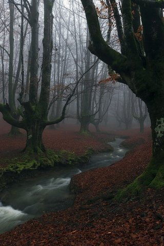 Обои деревья, река, лес, туман, осень, мох, trees, river, forest, fog, autumn, moss разрешение 2048x1367 Загрузить