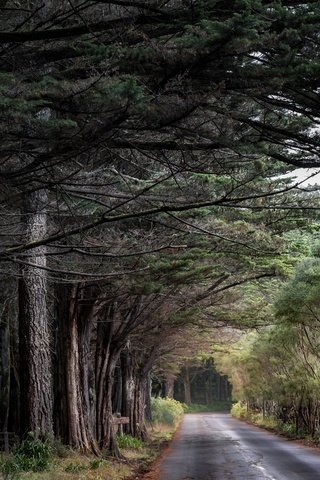 Обои дорога, природа, лес, road, nature, forest разрешение 7360x4912 Загрузить